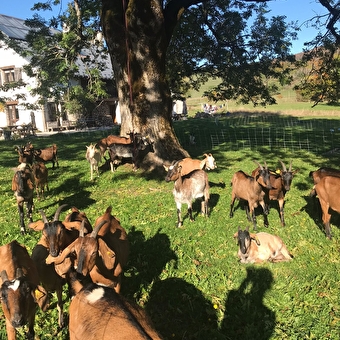 GAEC La Grange des Plans - HAUT VALROMEY