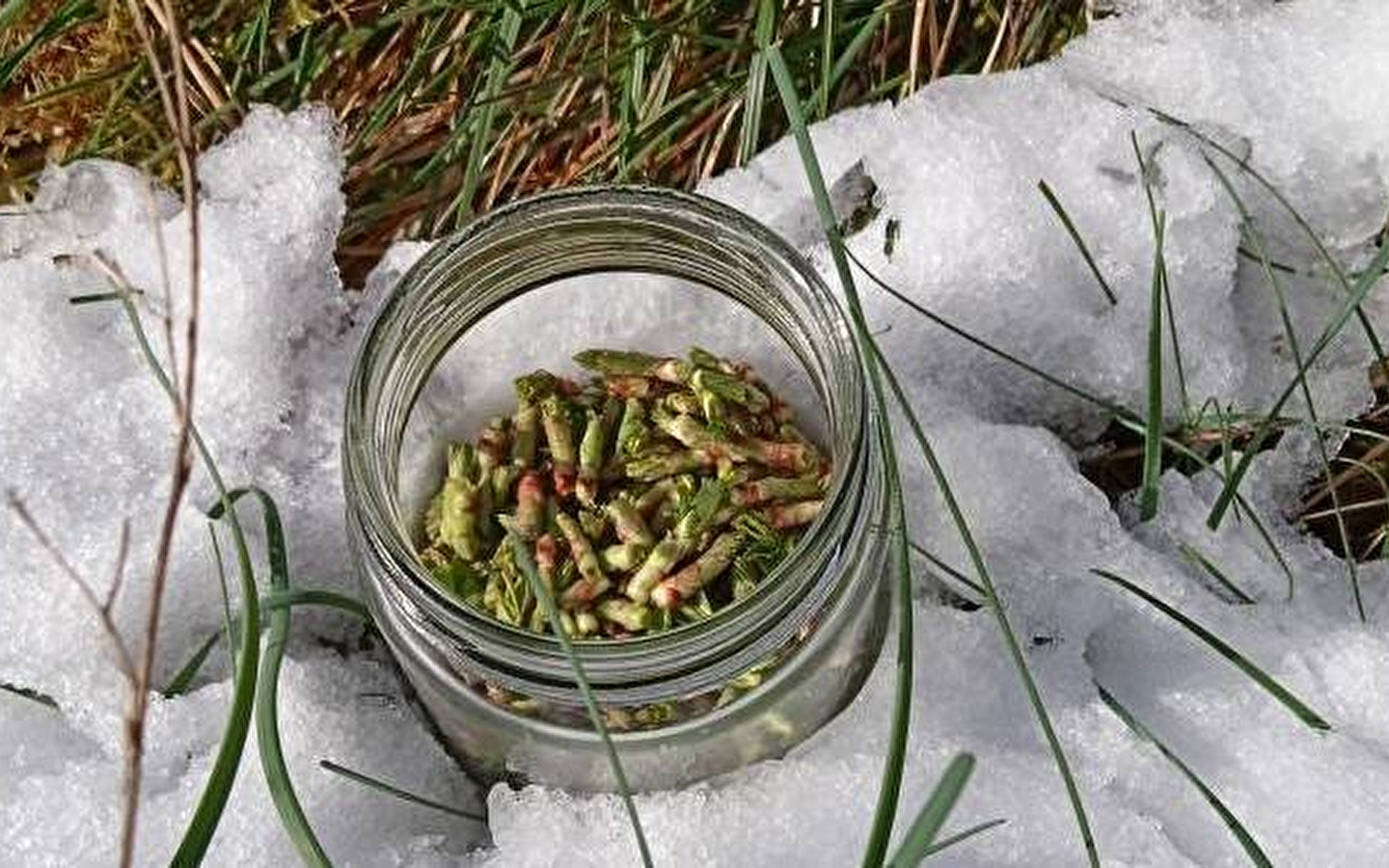 Conférence Atelier Bourgeons et Gemmothérapie