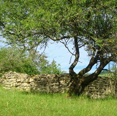 Capettes du Revermont