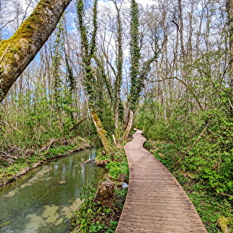 Randonnée pédestre : Marais des Bidonnes et Canal de Crans - DIVONNE-LES-BAINS