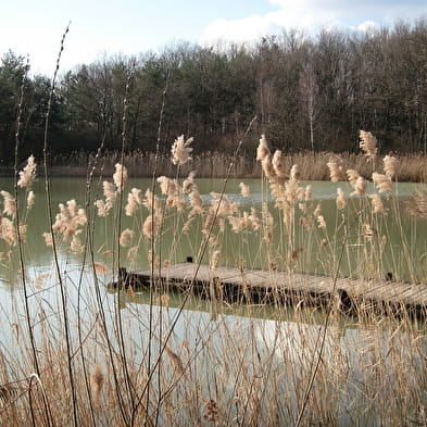 Etang de Colovrex, ENS de l'Ain