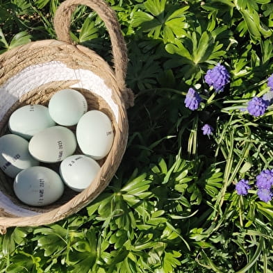 La ferme aux oeufs bleus