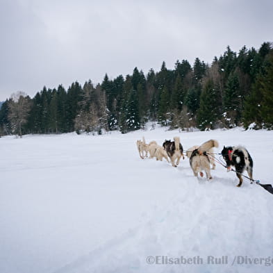 Balade en chiens de traineau avec Au cœur des loups