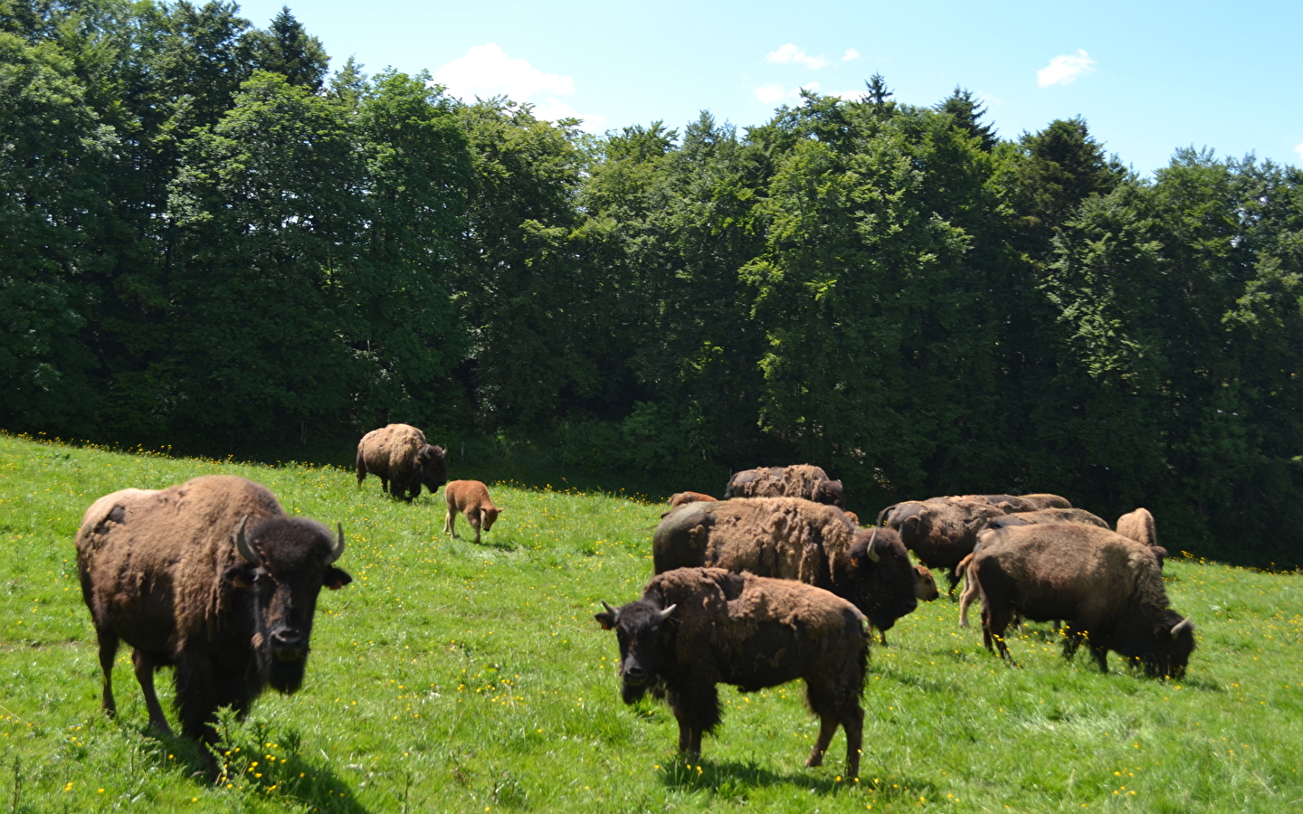 Les bisons du Sachuron