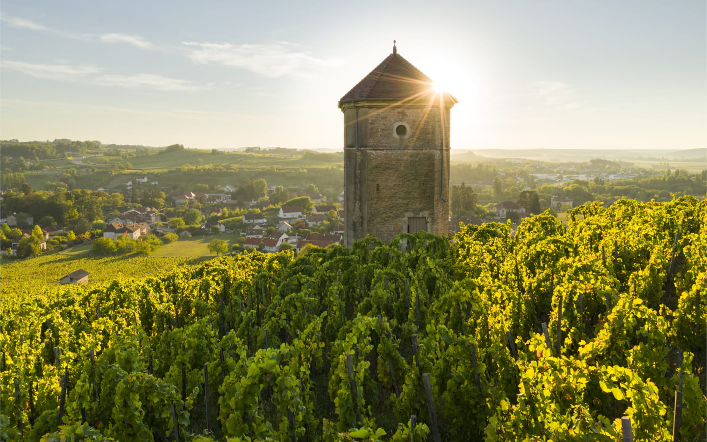 Balades entre les vignes : Arbois