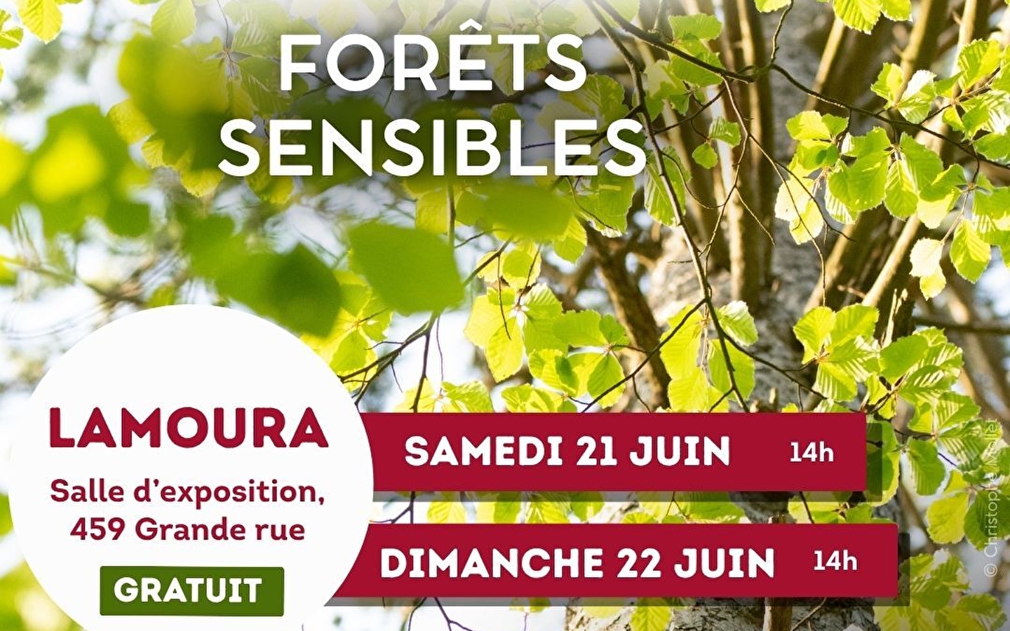 Animation nature : forêts sensibles