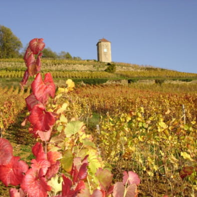 Domaine André et Mireille Tissot