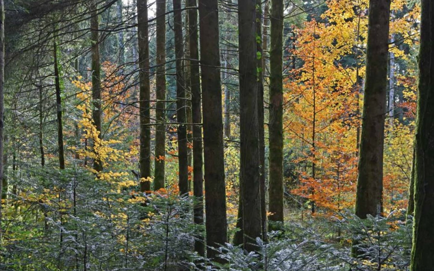 L'homme et la forêt