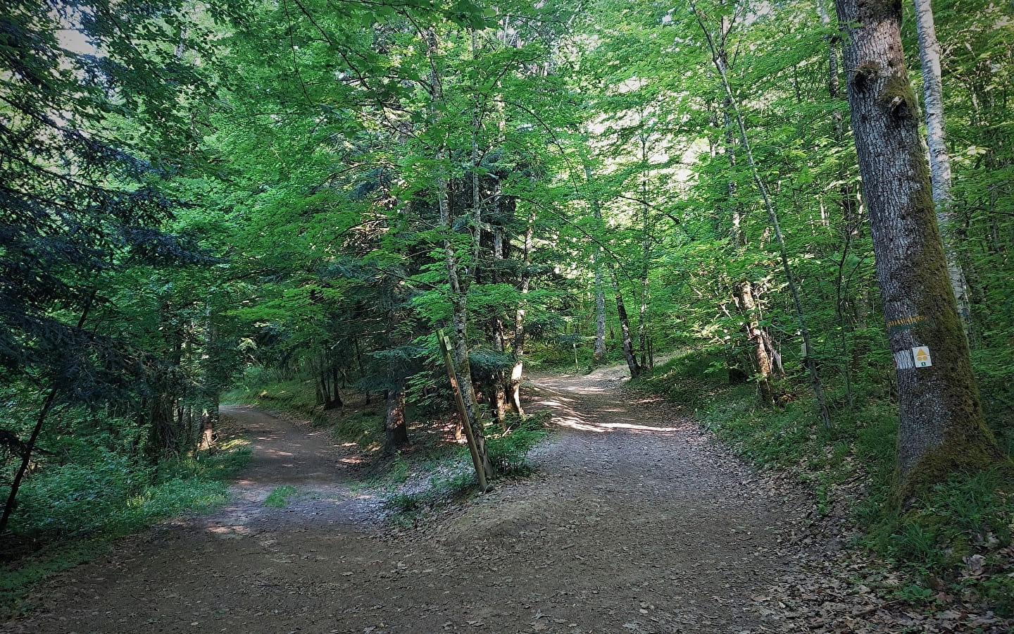 Parcours VTT 2 bleu - La forêt de Rothonne : Le Cerf - Espace FFC Ain Forestière
