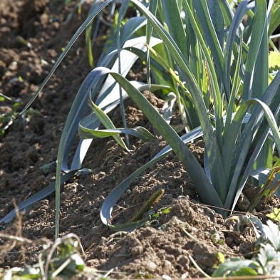 Les Jardins de Grusse