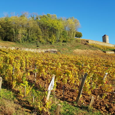 Balades entre les vignes : Arbois