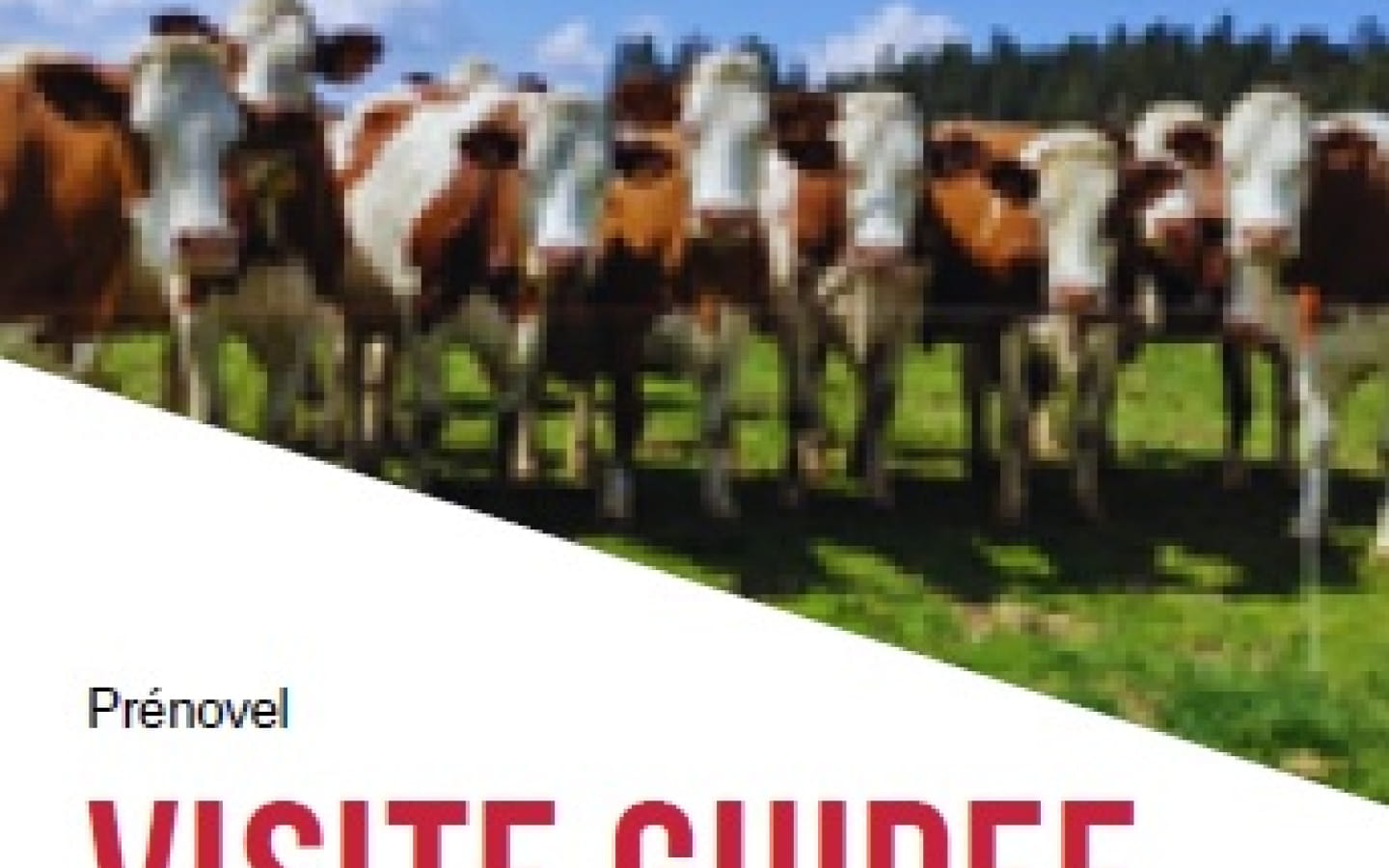 Visite de la ferme