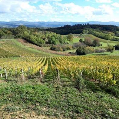Gallet Daniel - Le Clos des Godardes
