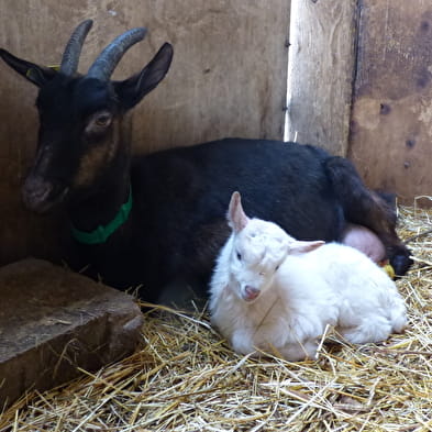 La Ferme Fantazy
