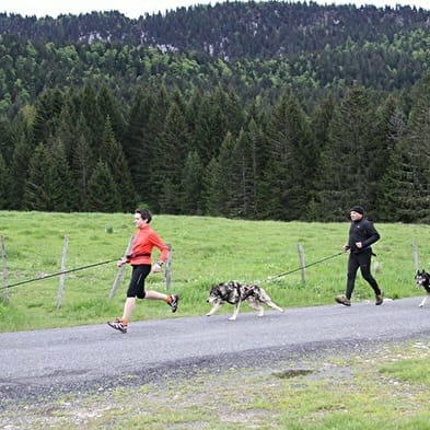 Chiens de traîneaux : cani-rando / cani-remorque