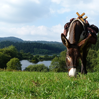 Promenade avec des ânes de bât et découverte de la ferme.