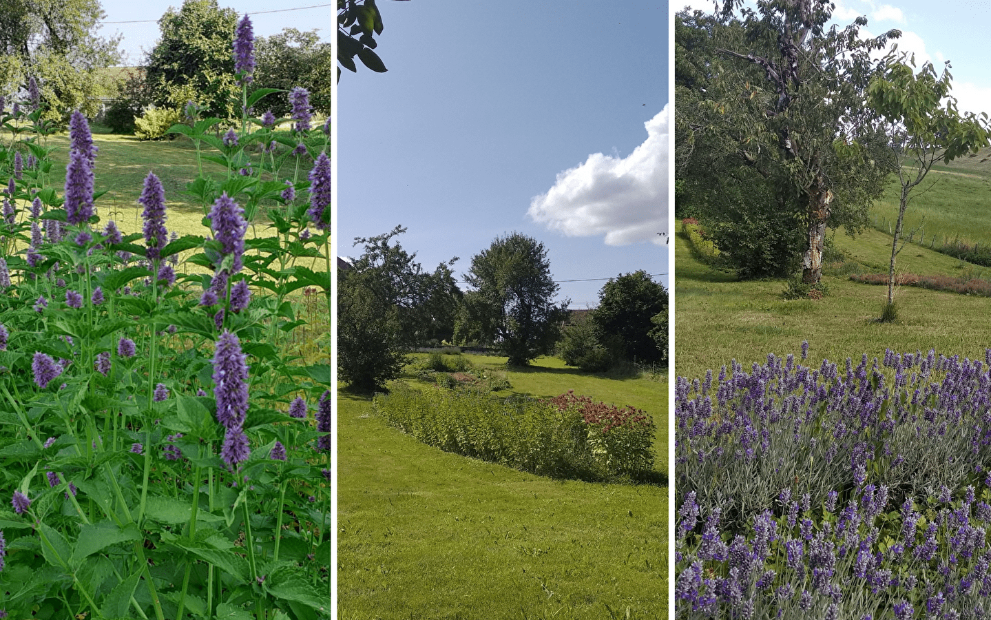 Visite gourmande aux plantes