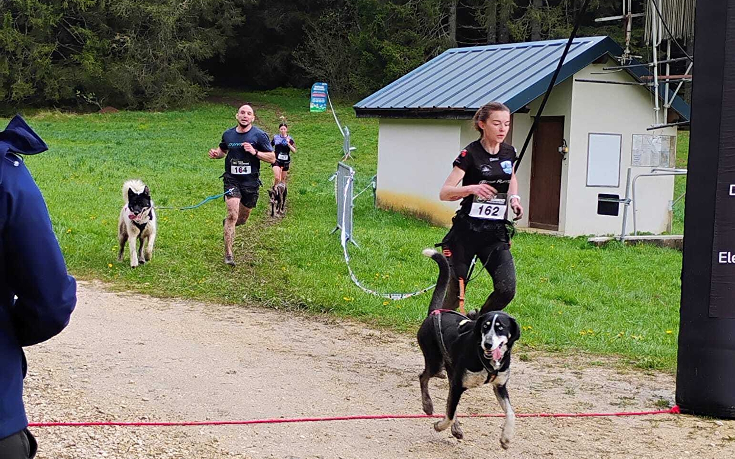 Canicross - Les grenouilles sur un plateau