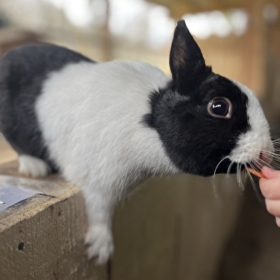 Lama Loisir Mamirolle