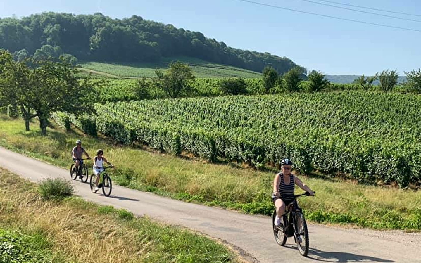 Découverte à vélo du vignoble