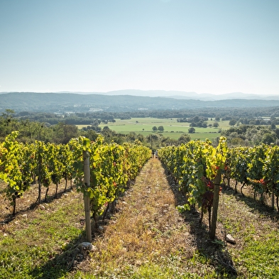 Randonnée - Vignoble du Revermont