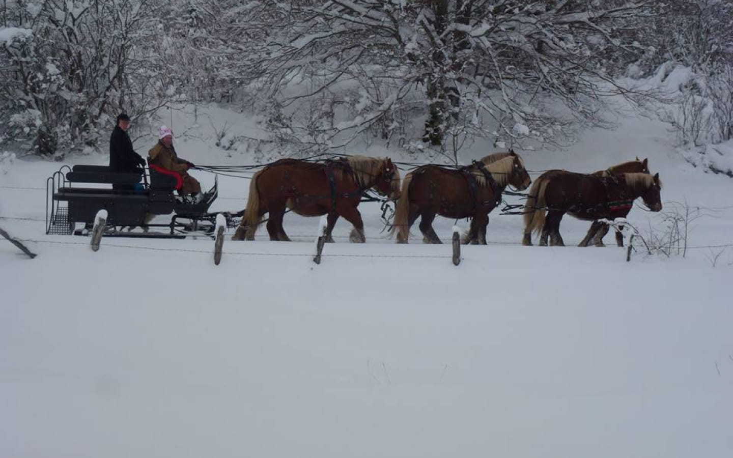 Les Attelages du Grandvaux en hiver